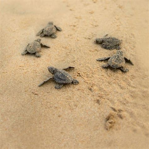 Watch Baby Sea Turtles Hatch in Fort Myers Beach, FL