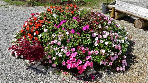 37 Different Impatiens Varieties to Plant This Season