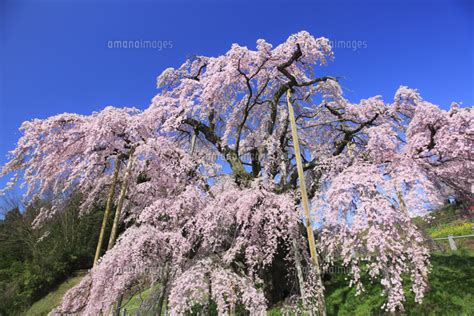 三春の滝桜 26105014307 の写真素材・イラスト素材｜アマナイメージズ