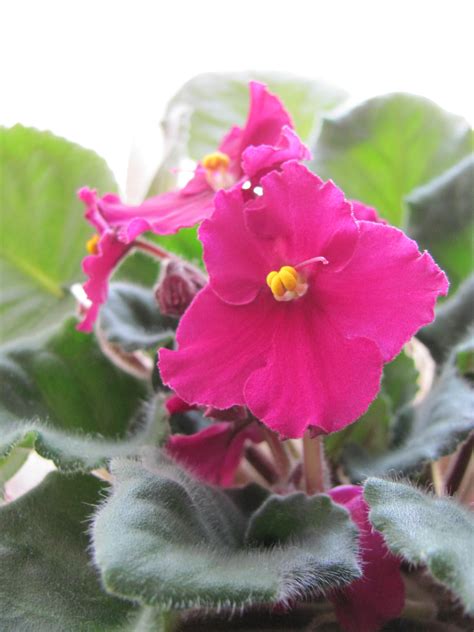 African Violet Colors