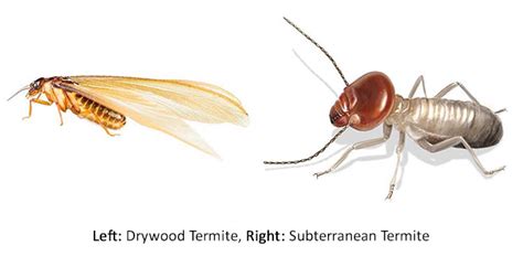 What Do Drywood Termites Look Like Drywood Termite Identification