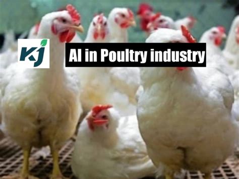 Artificial Intelligence In Poultry Farming Another Innovation In