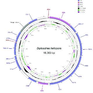 Gene Map Of The Complete Mitochondrial Genome For Diploastrea Heliopora