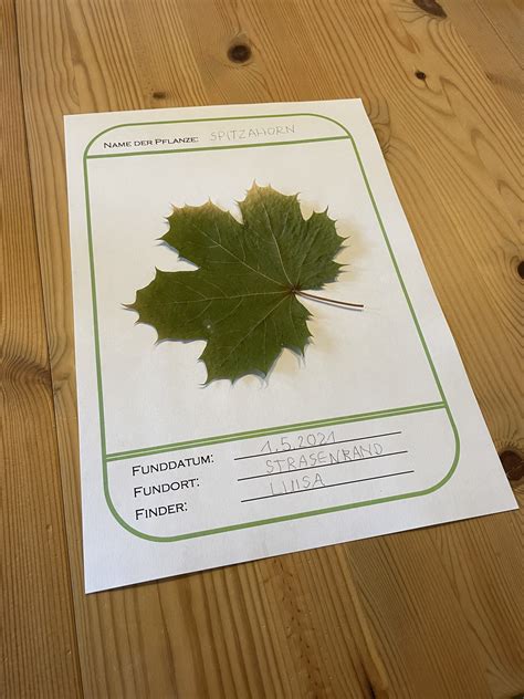 Herbarium gestalten 3 Ideen mit Vorlagen Schritt für Schritt