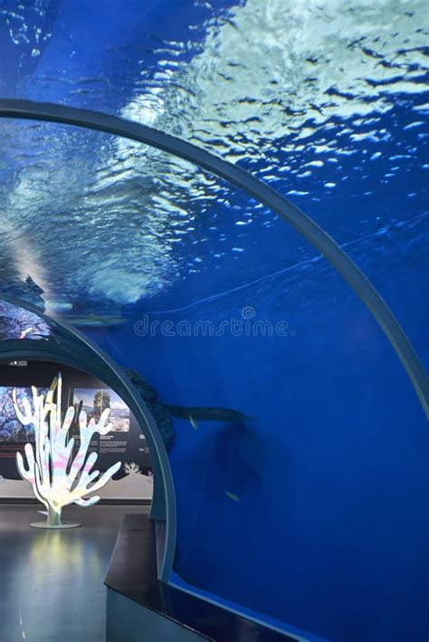 View of Shark Tunnel in the Ocean Tank Editorial Image - Image of ...