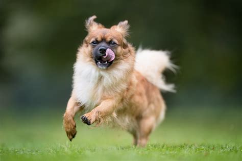 Anjing Cantik Foto Stok Unduh Gambar Sekarang Alam Anjing Denmark