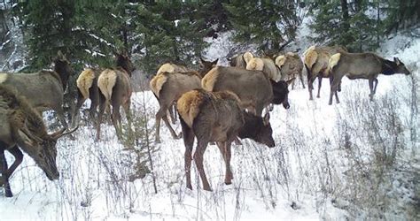 RMEF Partners Fund Camera Traps To Monitor Elk Other Wildlife Rocky