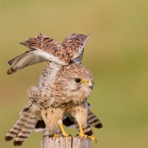 Turmfalke Falco Tinnunculus Common Kestrel Peneireiro V Flickr