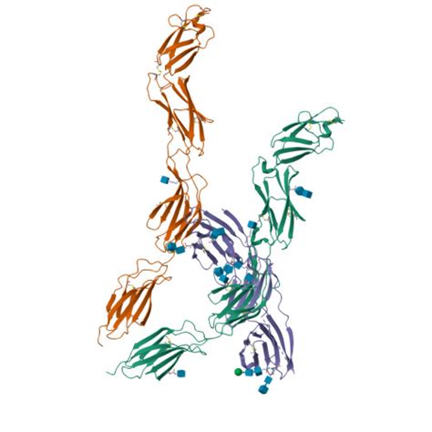 RCSB PDB 8VSE Cryo EM Structure Of Human CD45 Extracellular Region