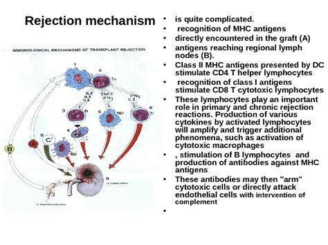 Immunology Of Transplantation Reproductive Immunology Transplantation