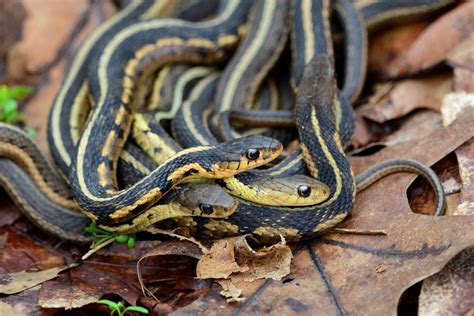 Common Garter Snake Northern Tehachapi Mountains Fauna · Naturalista