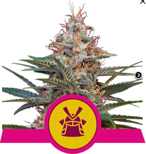 Shogun From Royal Queen Seeds Kings Seed Bank