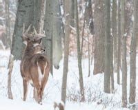 Whitetail Buck Deer In The Snow Stock Image - Image of species, animals: 541893