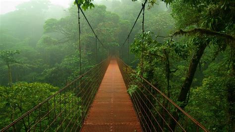 Rain Forest Wallpaper 62 Images