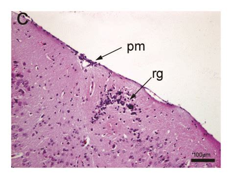 Histopathological Analysis Of Mice Brain And Cerebellum A Regular