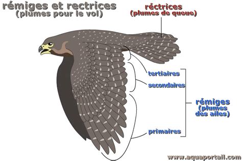 Rectrice D Finition Et Explications