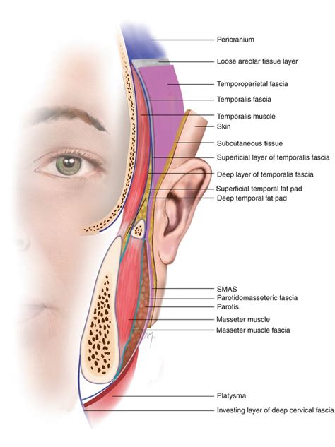 The Temple Of Face Anatomy