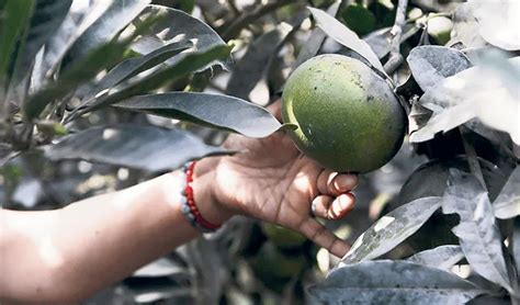 Agricultura orgánica la opción de alimentos saludables que emplea a