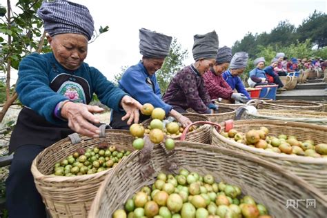 贵州松桃：金秋油茶喜丰收央广网