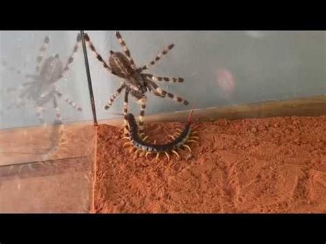 Giant Centipide Vs Venemous Tarantula YouTube