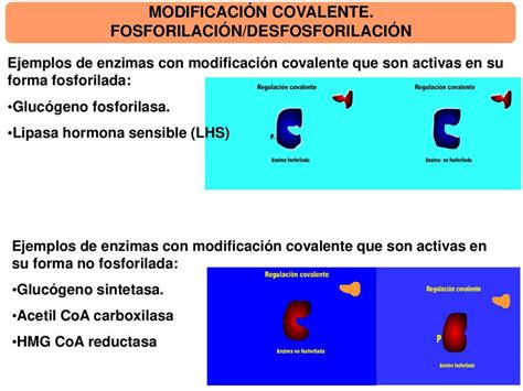 Resúmenes de Desfosforilación Descarga apuntes de Desfosforilación