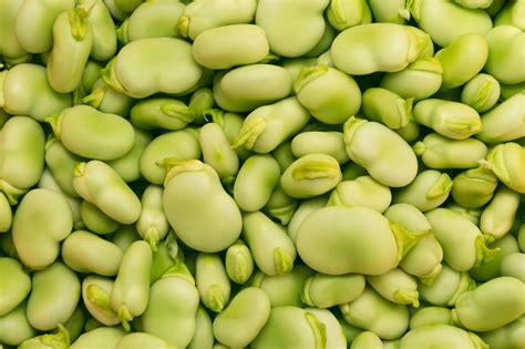BENEO Invests €50M in New Fava Bean Processing Plant in Germany ...