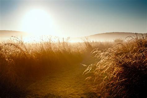 the sun shines brightly over tall grass on a foggy, grassy path in ...