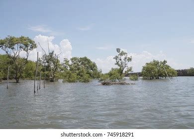 Mangrove Forest Mangrove Conservation Center Stock Photo 745918291 | Shutterstock