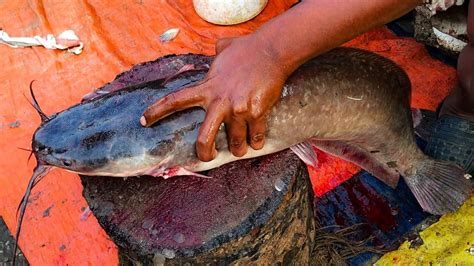 Amazing Cutting Catfish With Knife Live Fish Cutting Skills In