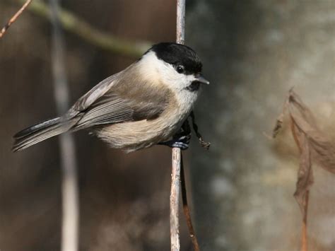 Reconnaitre Les Oiseaux De Nos Jardins