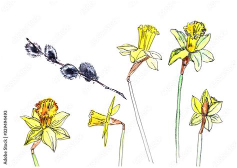 Watercolor Drawing Of Yellow Daffodils And Pussy Willow Twigs Stock Illustration Adobe Stock