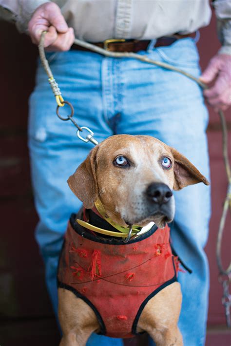 LOUISIANA CATAHOULA CUR DOG | BayouLife