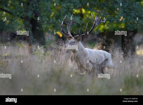 Red Deer Cervus Elaphus Rutting Stag In Tall Grass White Morph