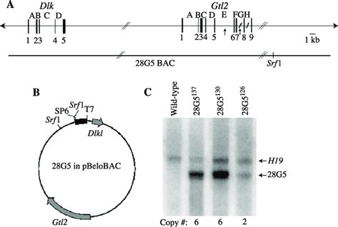 Structure And Copy Number Of The 28g5 Bac Transgene A Organization