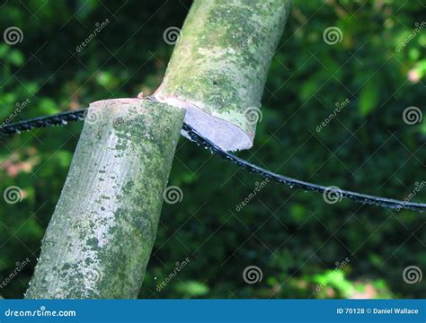 Branch being cut stock photo. Image of plant, countryside - 70128