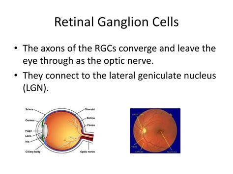 Retinal Ganglion Cells Function