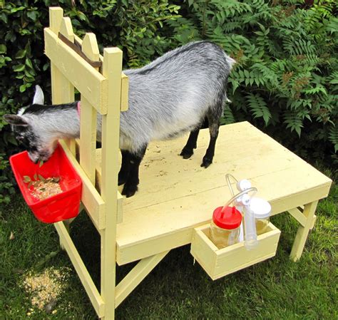 How To Build A Goat Milking Stand The Henry Milker Goat Milking