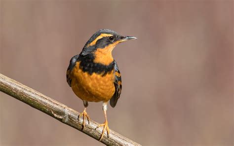 Varied Thrush Audubon Field Guide