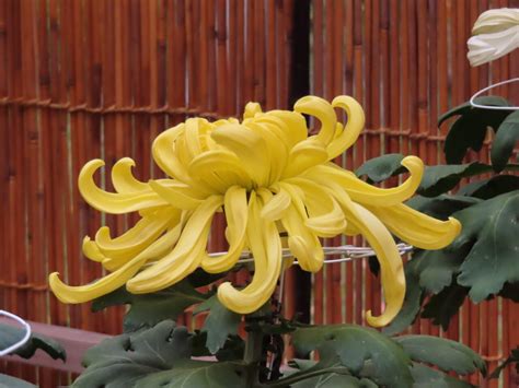 【宇治市】植物公園にて菊花展が始まりました！ 見頃はこれから、徐々に開花していく様子を楽しんでみてはいかがでしょう 号外net 宇治市・城陽市