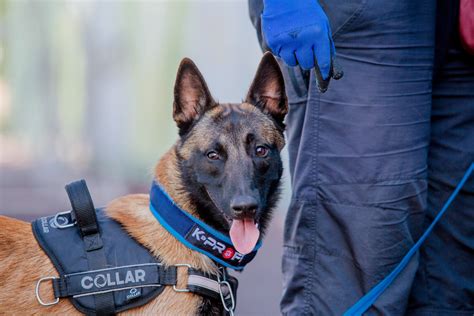 Guías caninos y perros policía: entrenamiento y formación