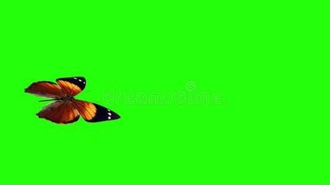 Realistic Butterfly Animation On Green Screen Seamless Loop Stock