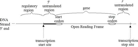 dna - Is the transcription starting site located before or after the promoter? - Biology Stack ...