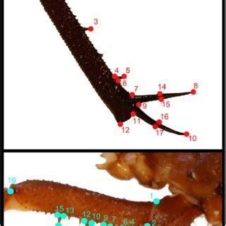 Idealized sketch of amblypygid, showing major anatomical features. Legs ...