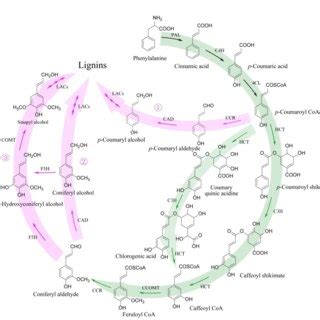 Schematic Representation Of Biosynthetic Pathways Of Lignins