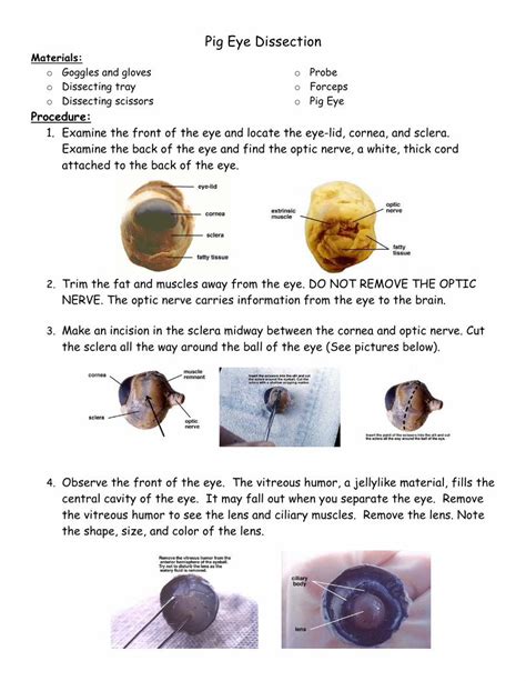 Pdf Pig Eye Dissection File