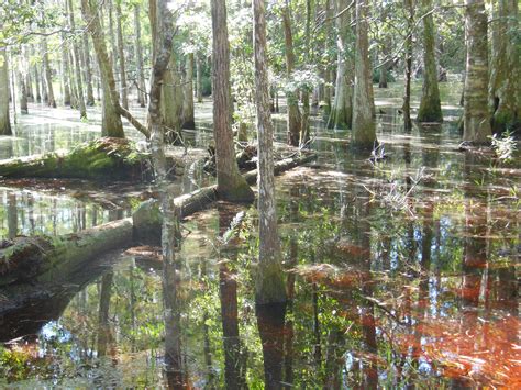 Pasco County FL | Natural landmarks, Pasco county, Landmarks