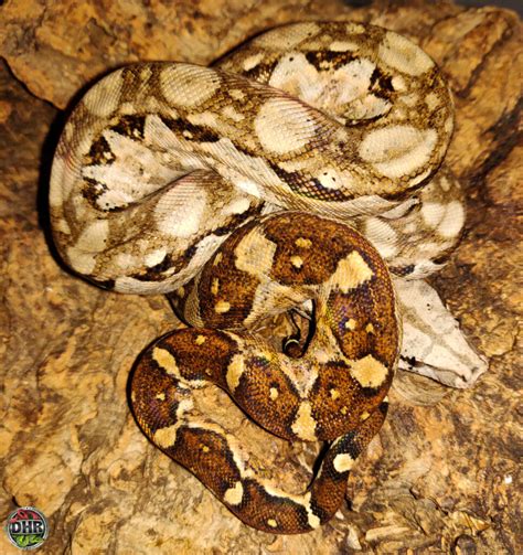 Nicaraguan Boa Constrictors Darren Hamill Reptiles