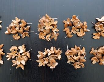 Beech Tree Seed Pods - Etsy Canada