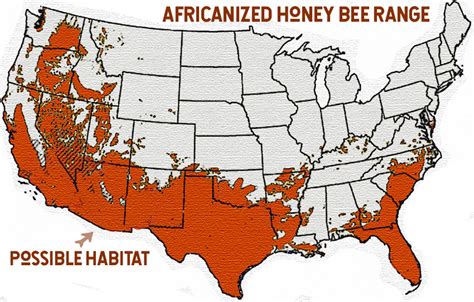 Surviving Killer Bees (Africanized Honey Bees) - BEE BASICS