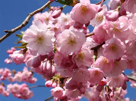 flowering cherry prunus accolade  ft  reliable prettiest